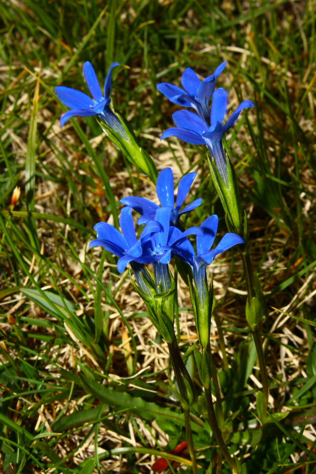Gentiana rostanii / Genziana di Rostan
